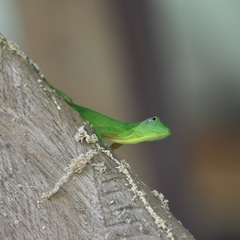 Anolis chloris