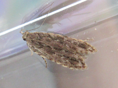 Tornodoxa paraleptopalta