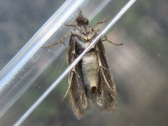 Tornodoxa paraleptopalta