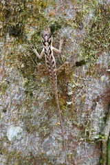 Anolis notopholis