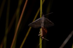 Chrysolarentia trygodes