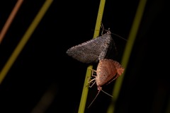 Chrysolarentia trygodes