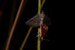 Chrysolarentia trygodes