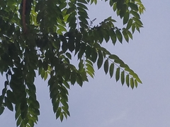 Ailanthus altissima