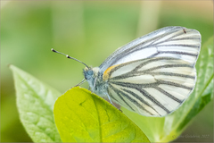 Pieris dulcinea