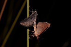 Chrysolarentia trygodes
