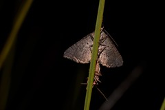 Chrysolarentia trygodes