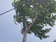 Ailanthus altissima