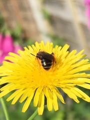 Andrena