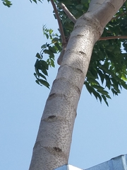 Ailanthus altissima