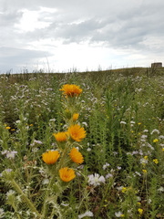 Scolymus grandiflorus