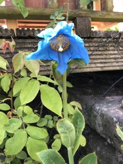Meconopsis