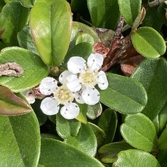 Cotoneaster dammeri