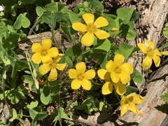 Oxalis suksdorfii