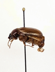 Phyllophaga lota