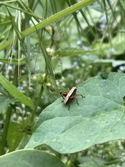 Pholidoptera griseoaptera