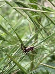 Pholidoptera griseoaptera