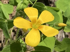 Oxalis suksdorfii