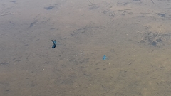 Calopteryx splendens