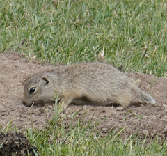 Spermophilus relictus