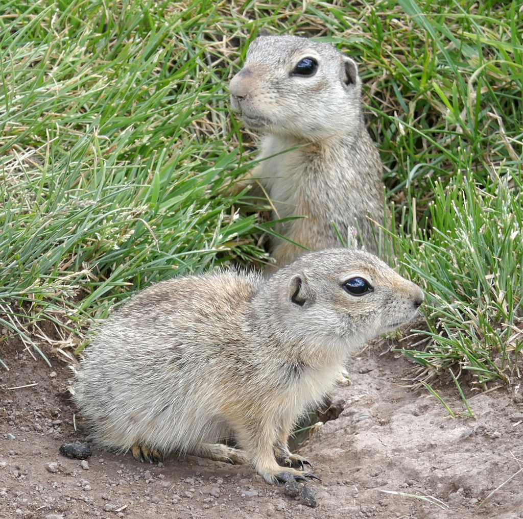 Relict Ground Squirrel