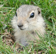 Spermophilus relictus