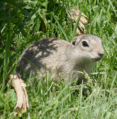 Spermophilus relictus