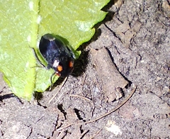 Penthimia nigra