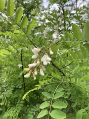Robinia pseudoacacia