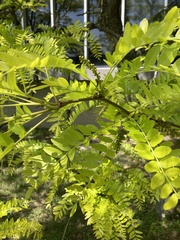 Robinia pseudoacacia