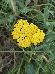 Achillea tomentosa