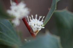 Hakea undulata
