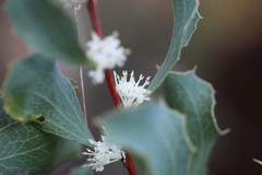 Hakea undulata