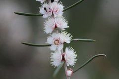 Hypocalymma