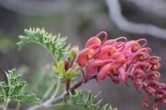 Grevillea bipinnatifida