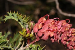 Grevillea bipinnatifida