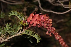Grevillea bipinnatifida