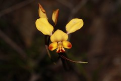 Diuris corymbosa