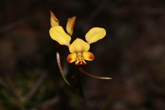 Diuris corymbosa