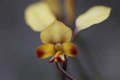 Diuris corymbosa