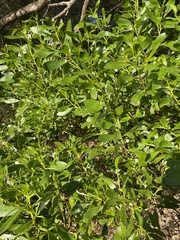 Myoporum boninense