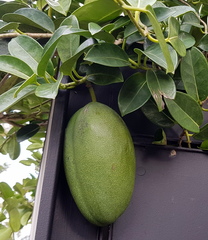 Stephanotis floribunda