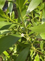 Myoporum boninense