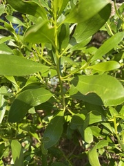 Myoporum boninense