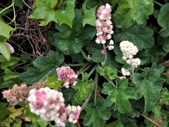 Heuchera pilosissima