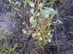 Alepidea setifera