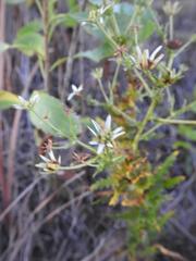 Alepidea setifera