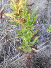 Alepidea setifera