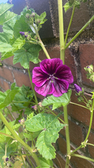 Malva sylvestris
