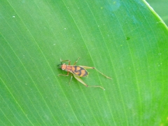 Phylloscyrtus